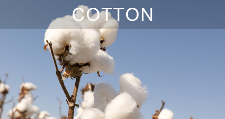 Cotton